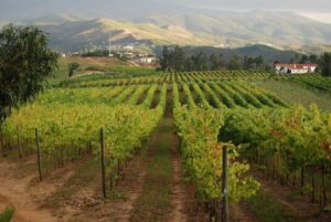 Quinta da Raza