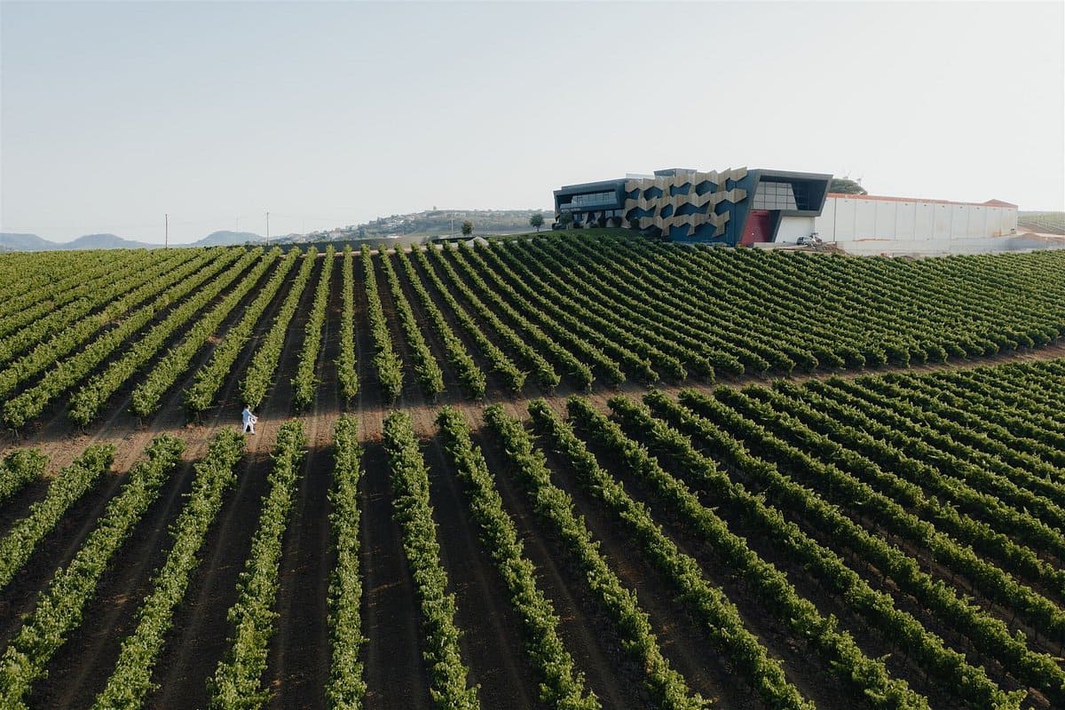 Quinta da Almiara Vinhas