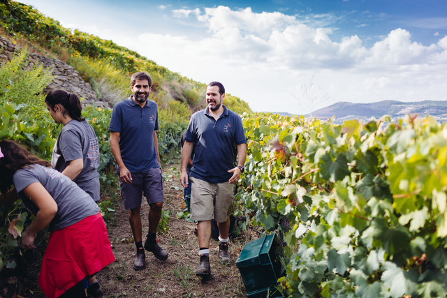 Quinta da Pedra Alta vinhos