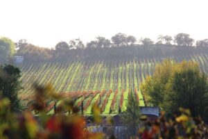 Quinta do Monte d'Oiro Vinhas