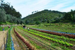 Quinta do Pisão dedica o fim de semana à gastronomia sustentável. Conheça a programação