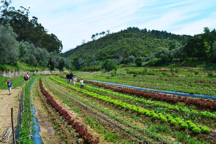 Quinta do Pisão