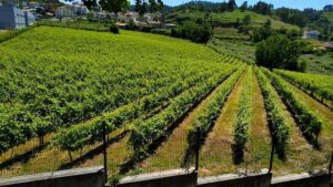Quinta da Lixa